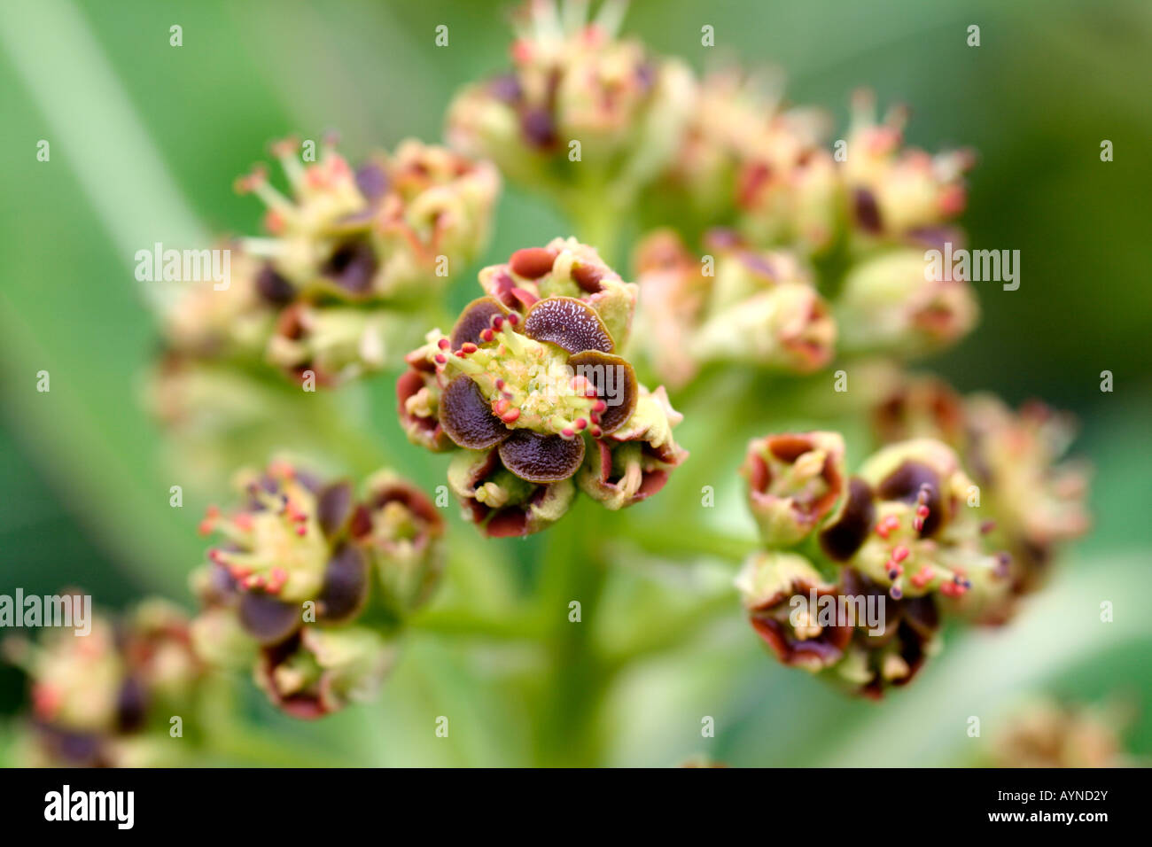 EUPHORBIA STYGIANA en fleur d'avril Banque D'Images