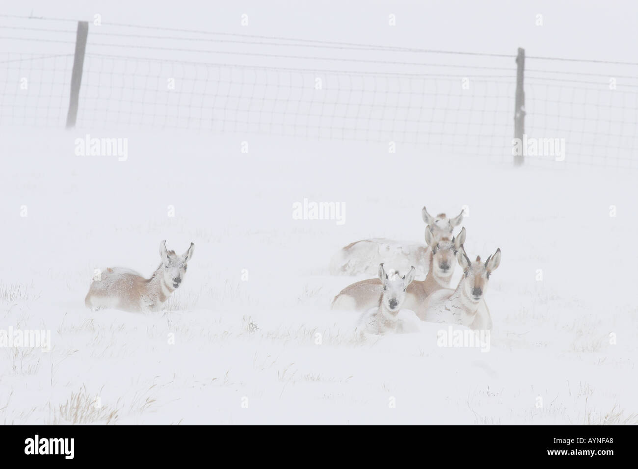 L'antilope dans blizzard Banque D'Images