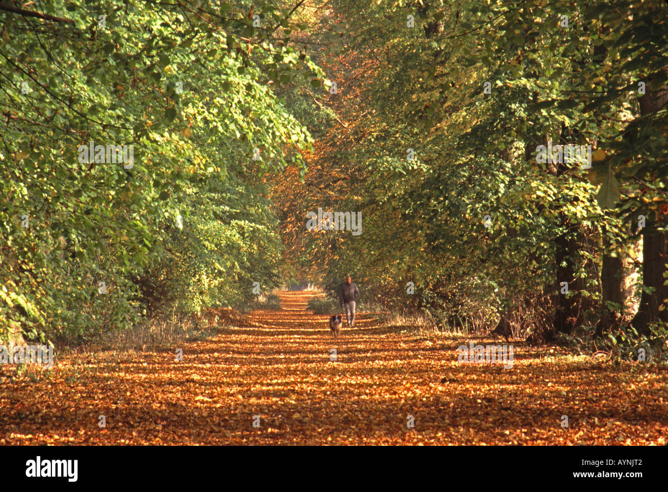 UNITED KINGDOM. À l'automne près de Shotover Wheatley dans l'Oxfordshire. Banque D'Images