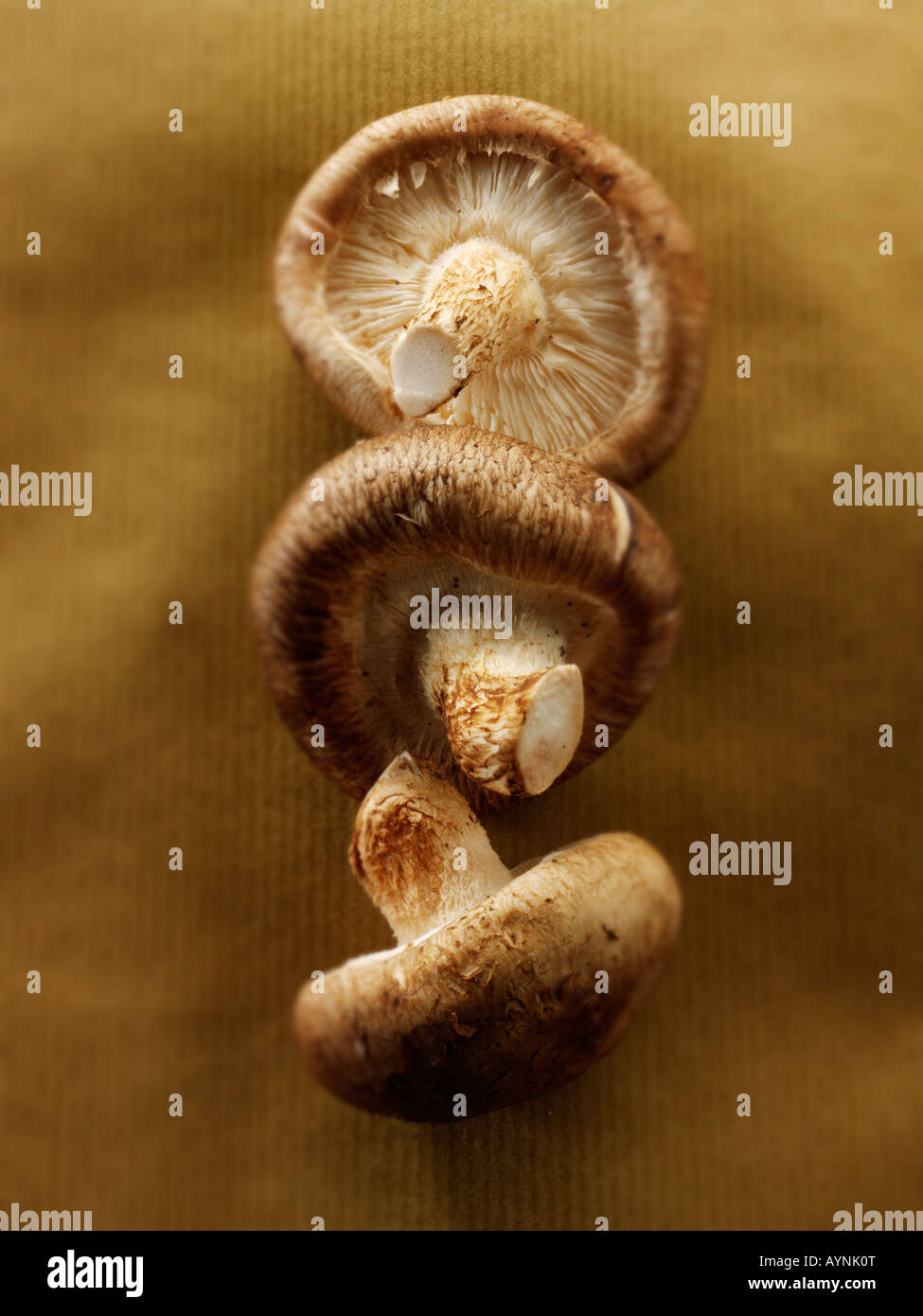 Champignons Shiitake frais bio Banque D'Images