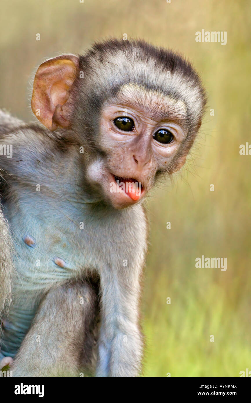 Un Mignon Bebe Singe Recupere L Appareil Photo Avec Sa Langue Dehors Photo Stock Alamy Un Mignon Bebe Singe Recupere L Appareil Photo Avec Sa Langue Dehors Photo Stock Alamy