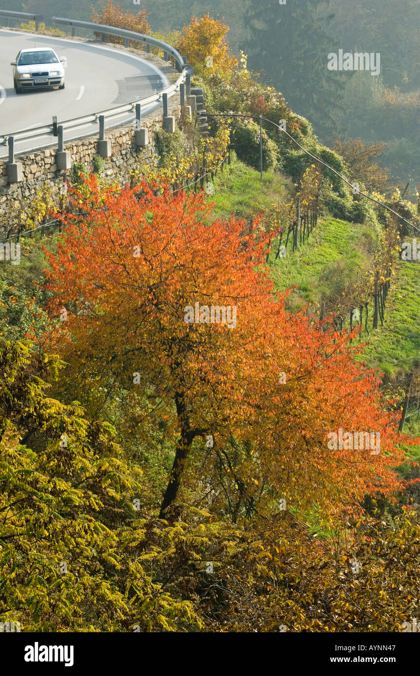 Wachau, l'automne dans les vignobles, road Banque D'Images