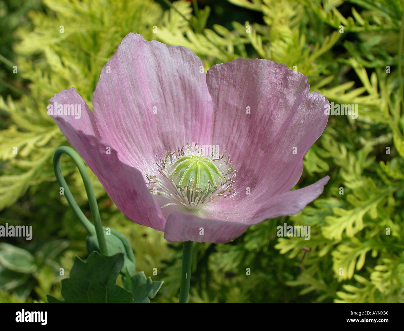 Mohnbluete Rosafarbene Banque D'Images