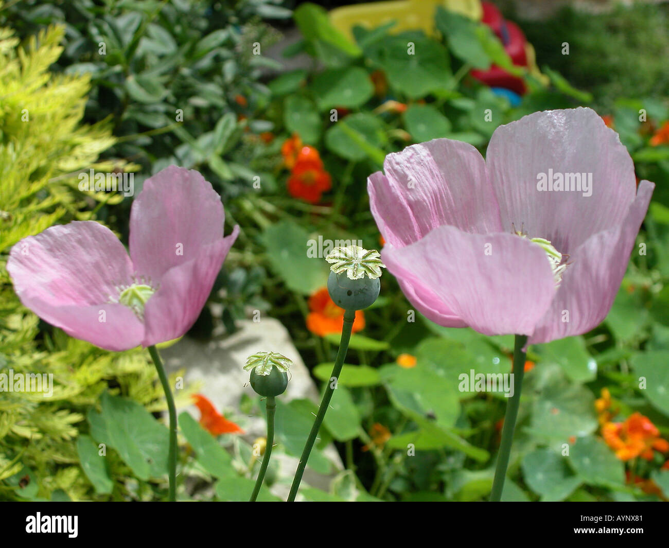 Mohnblueten Rosafarbene Banque D'Images