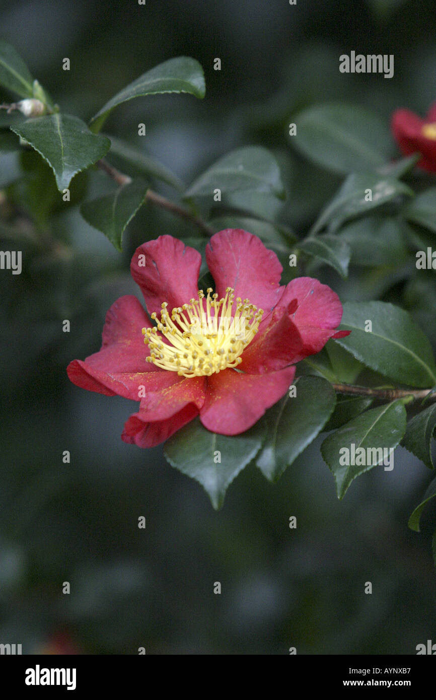 Der Rote Blueten Camellia Hybride Yuletide im Botanischen Garten Berlin Banque D'Images