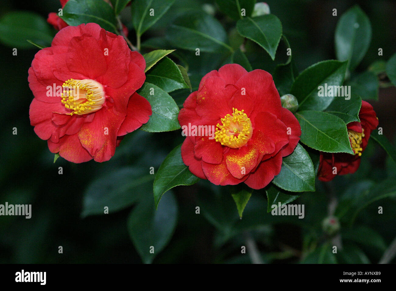 Der Rote Blueten im Botanischen Garten Camellia japonica Berlin Banque D'Images