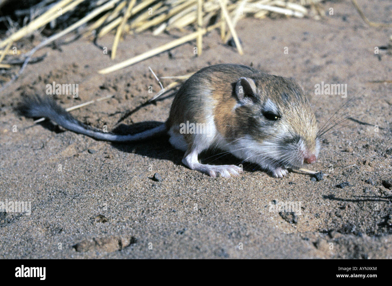 Portrait d'un Littré Dipodomys merriami rat kangourou s un rongeur du désert dans le sud-ouest américain Banque D'Images