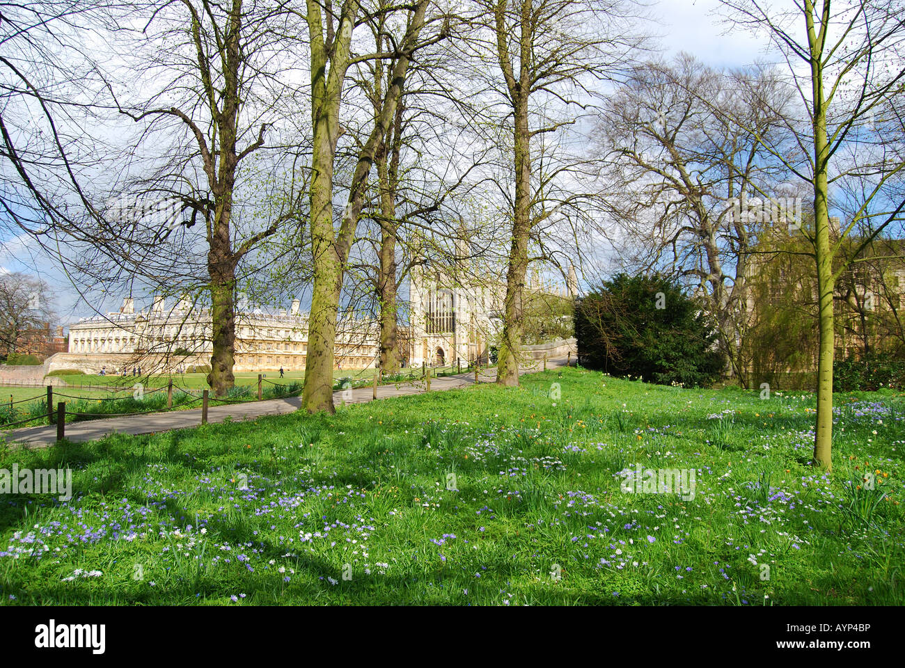 Le dos, King's College, Cambridge, Cambridgeshire, Angleterre, Royaume-Uni Banque D'Images