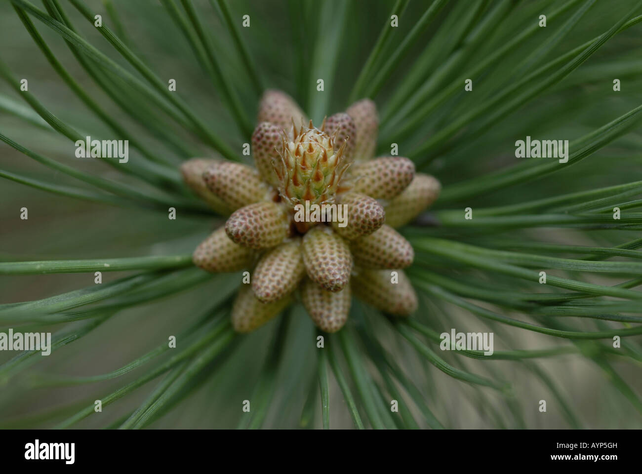 Close up of fleur de pin (Pinus sp.) arbre. Banque D'Images
