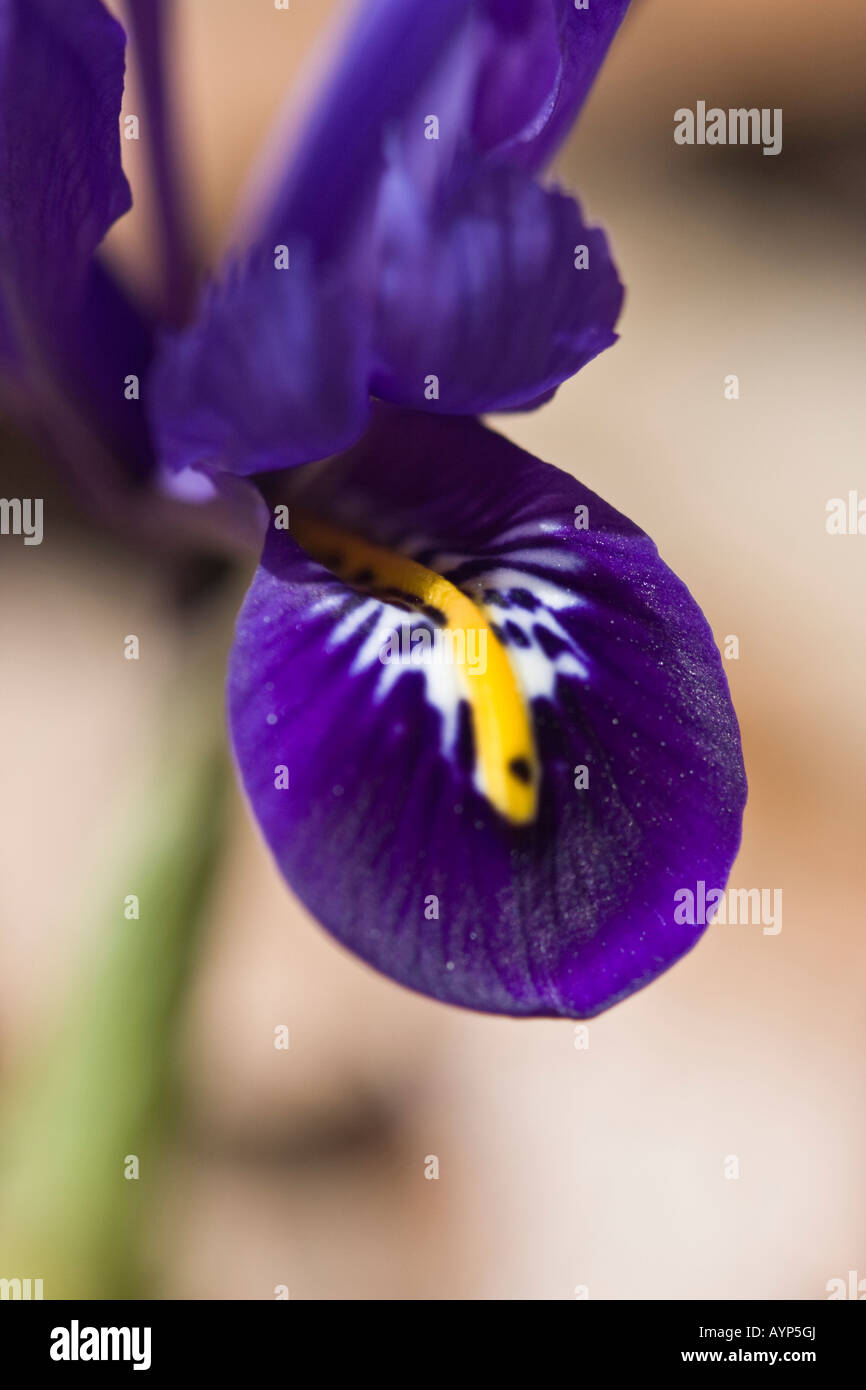 Hiver Iris reticulata fleur violette printemps sur la nature flou fond flou gros plan détail fleurs de jardin le printemps est enfin ici haute résolution Banque D'Images