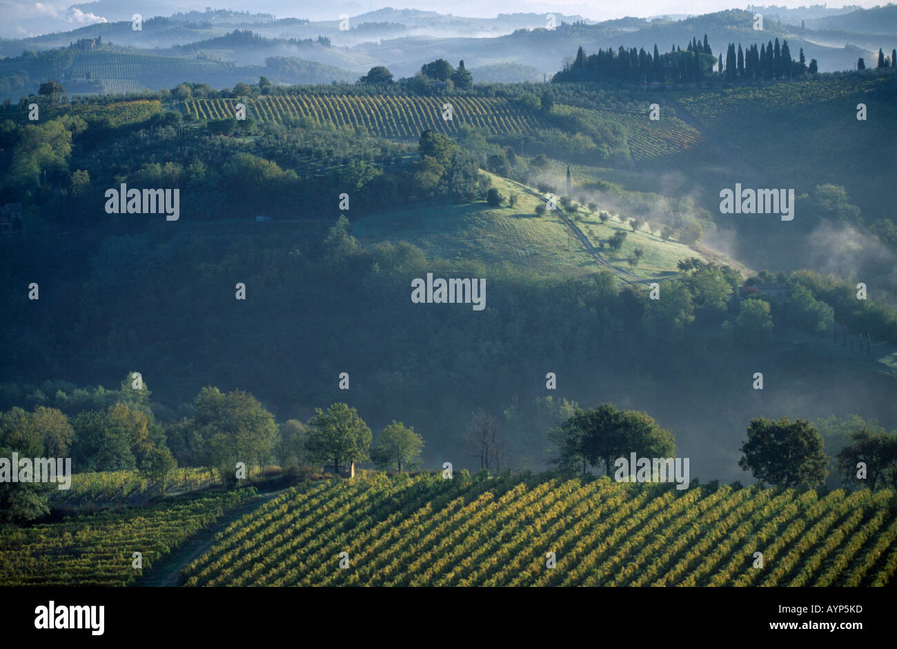 Italie Toscane San Gimigiano terre agricole avec des vignes et des oliviers sur les collines dans la brume avec des cyprès Banque D'Images