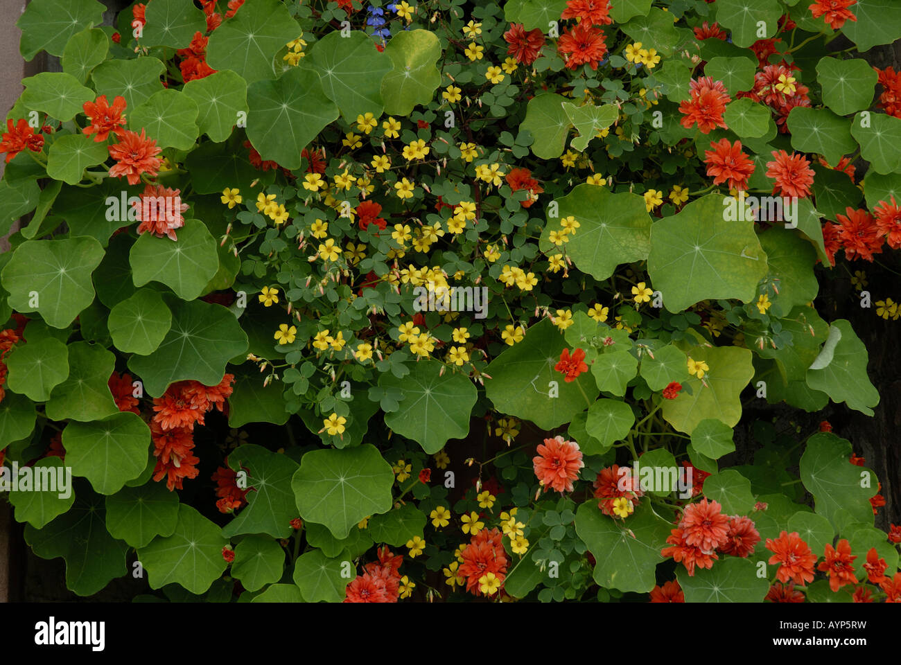 Des plantes dans un jardin en Powys, Pays de Galles, Royaume-Uni. Nasturtium sp. Banque D'Images