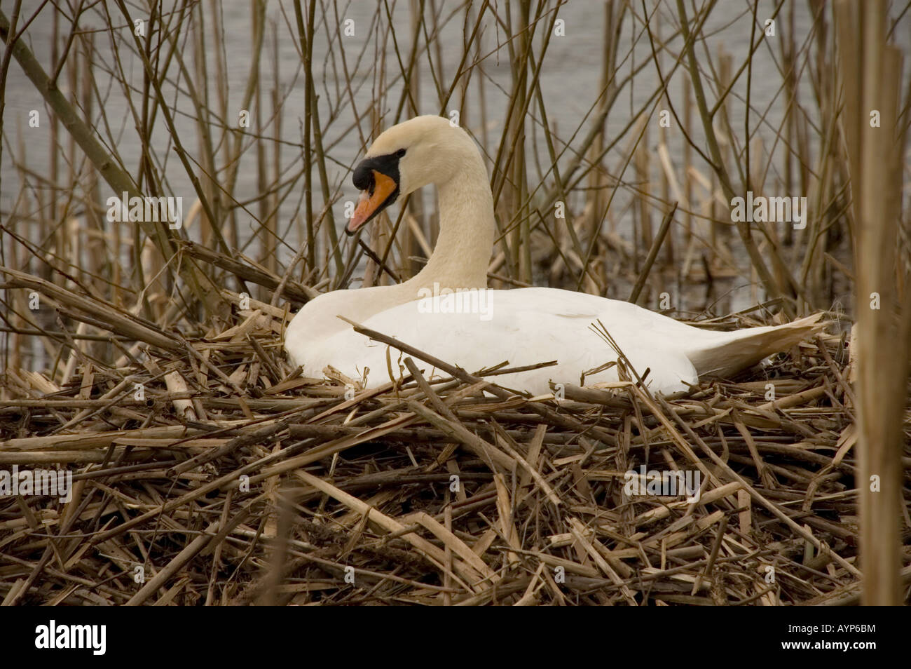 Mute Swan (Cygnus olor) sur son nid Banque D'Images