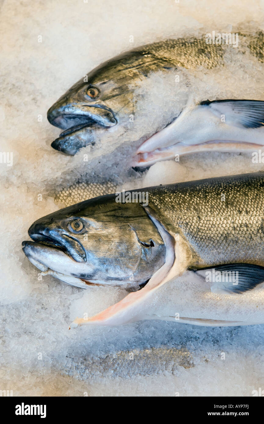 Roi du Pacifique ou le saumon quinnat (Oncorhynchus tshawytscha) pêché à l'état sauvage dans l'Alaska, le Pike Place Market, Seattle, WA USA Banque D'Images