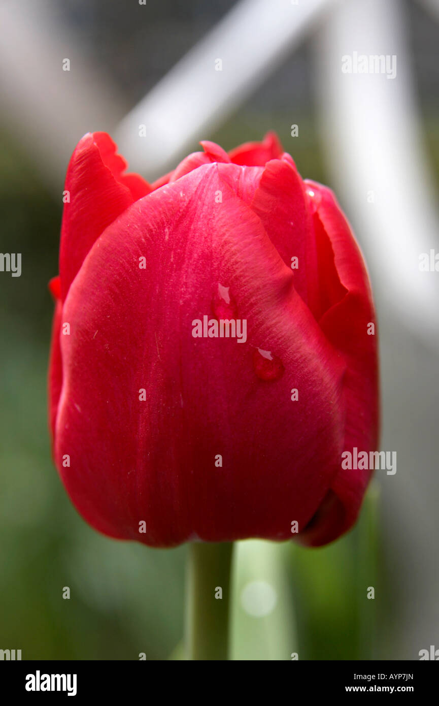 Apeldoorn rouge tulip prises au printemps en Embankment Gardens, Londres Banque D'Images