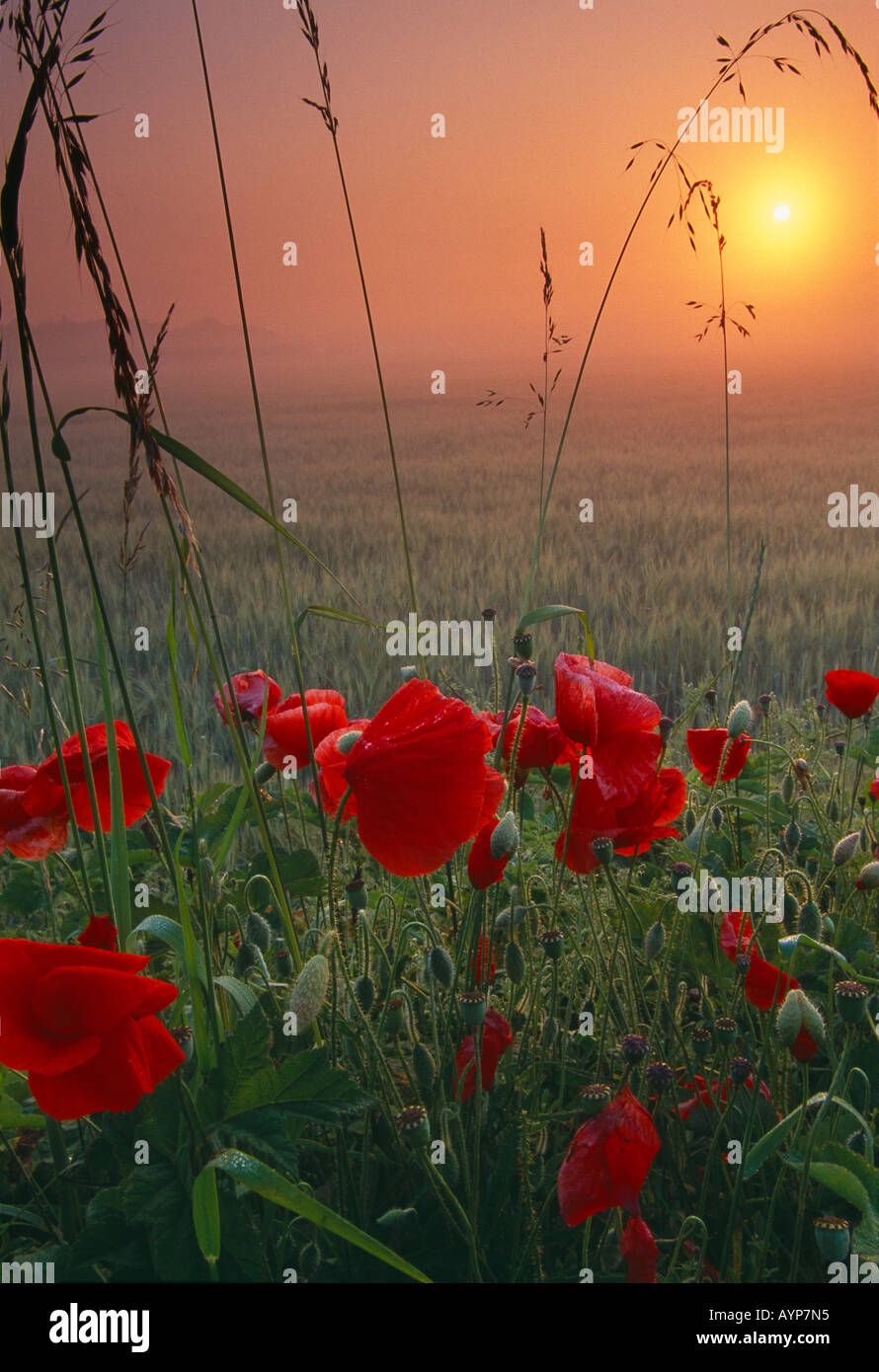 Coquelicots poussant dans un champ d'orge à l'aube Flandre France Banque D'Images