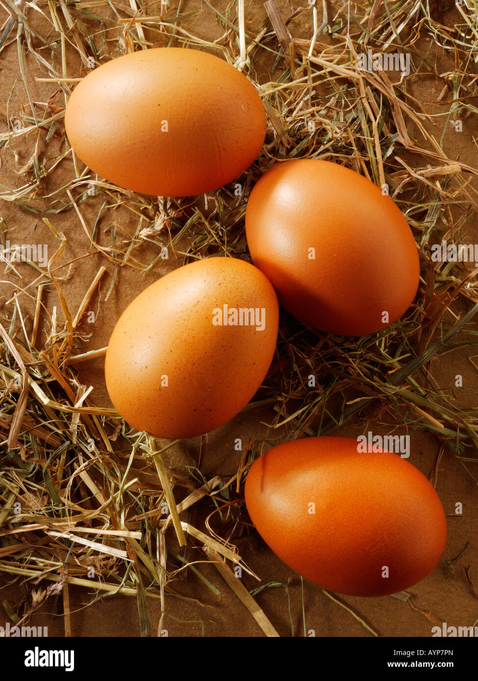 Burford organiques marron oeufs de poulet fermier - Soft focus Banque D'Images