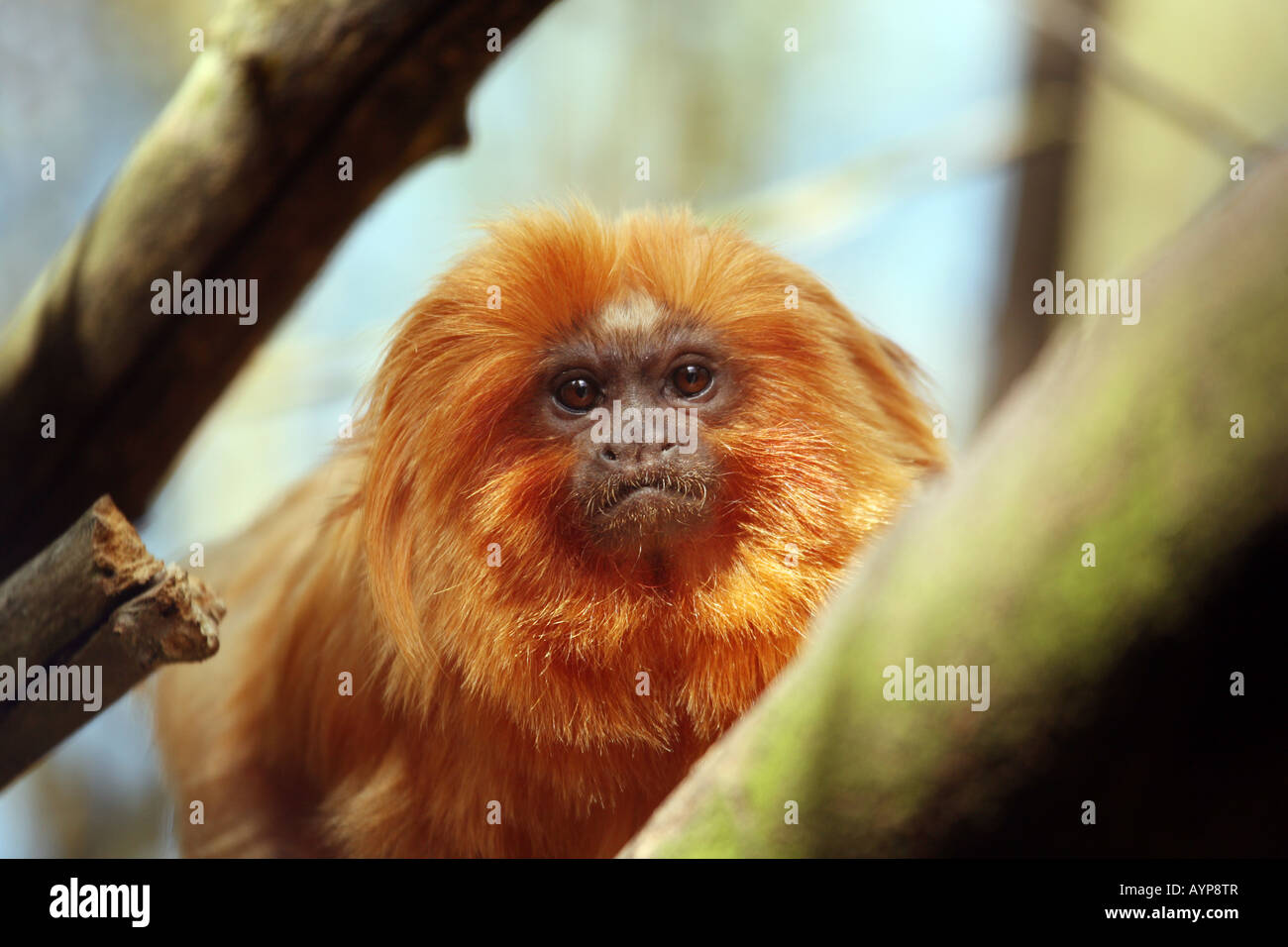 Tamarin Doré (Leontopithecus rosalia) Banque D'Images