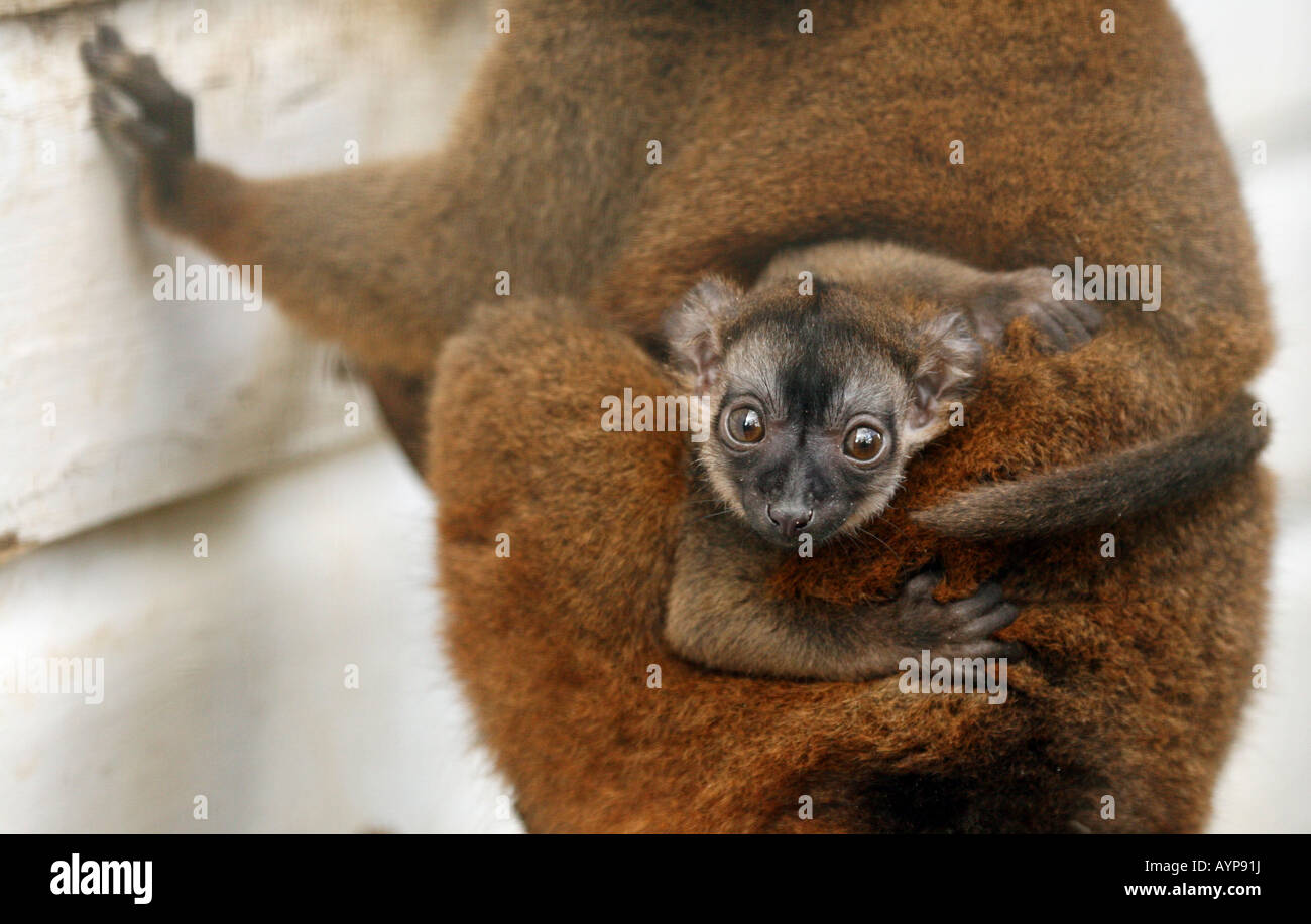 Lémurien brun bébé avec sa mère (Eulemur fulvus) Banque D'Images Lémurien brun bébé avec sa mère (Eulemur fulvus) Banque D'Images