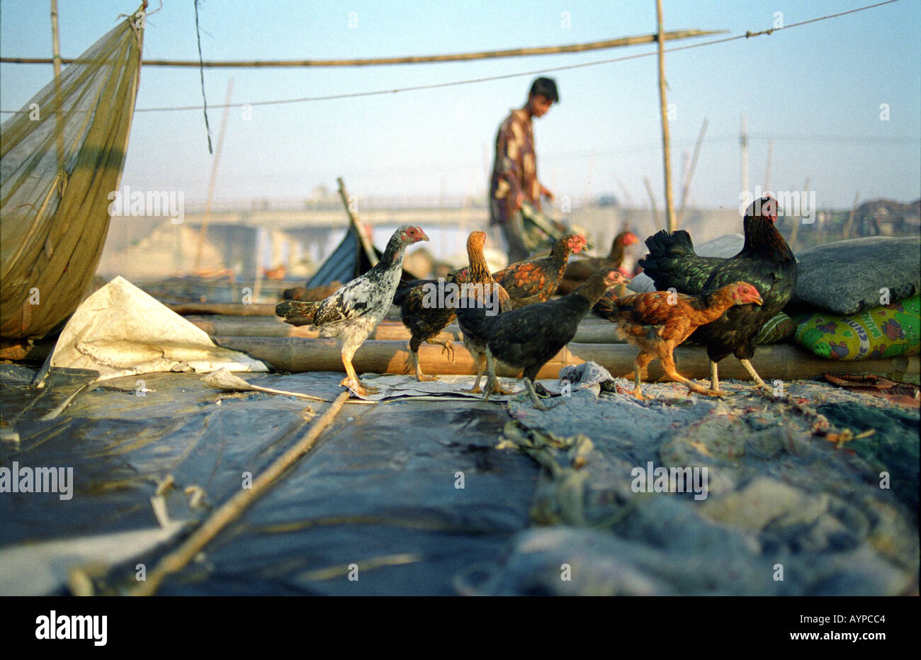 Ferme avicole sur un bateau Banque D'Images