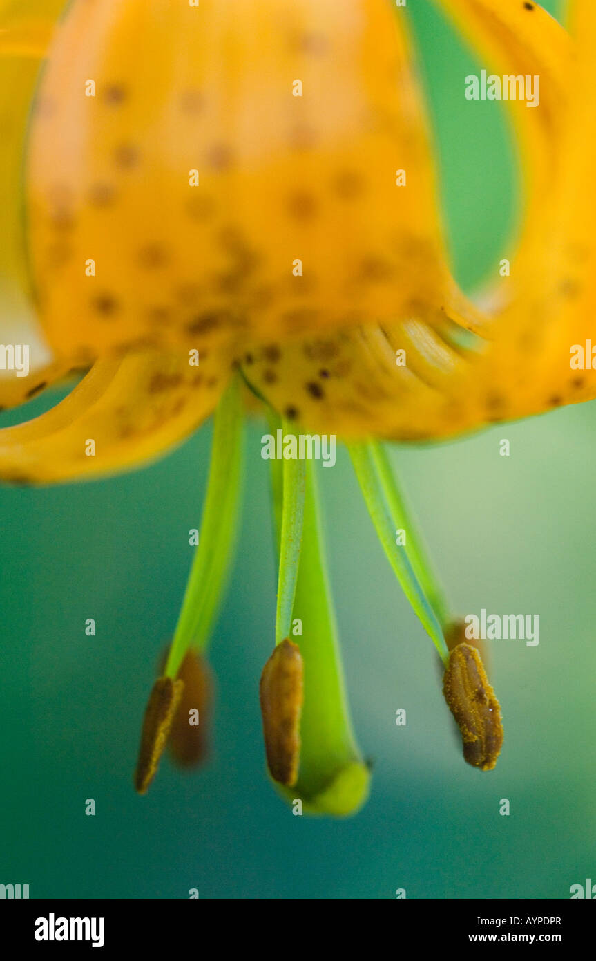 Colombie-britannique Lily (Lilium columbianum) petite fleur, Tiger Lily, fleurissent en cascades, Washington Banque D'Images
