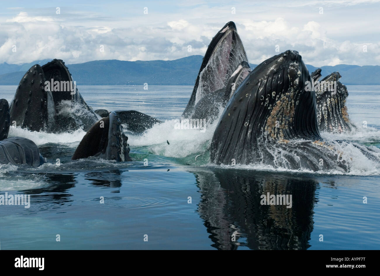 Les baleines à bosse (Megaptera novaeangliae) WILD, Bubble-net en collaboration, d'alimentation du détroit de Chatham, le sud de l'Alaska. Banque D'Images