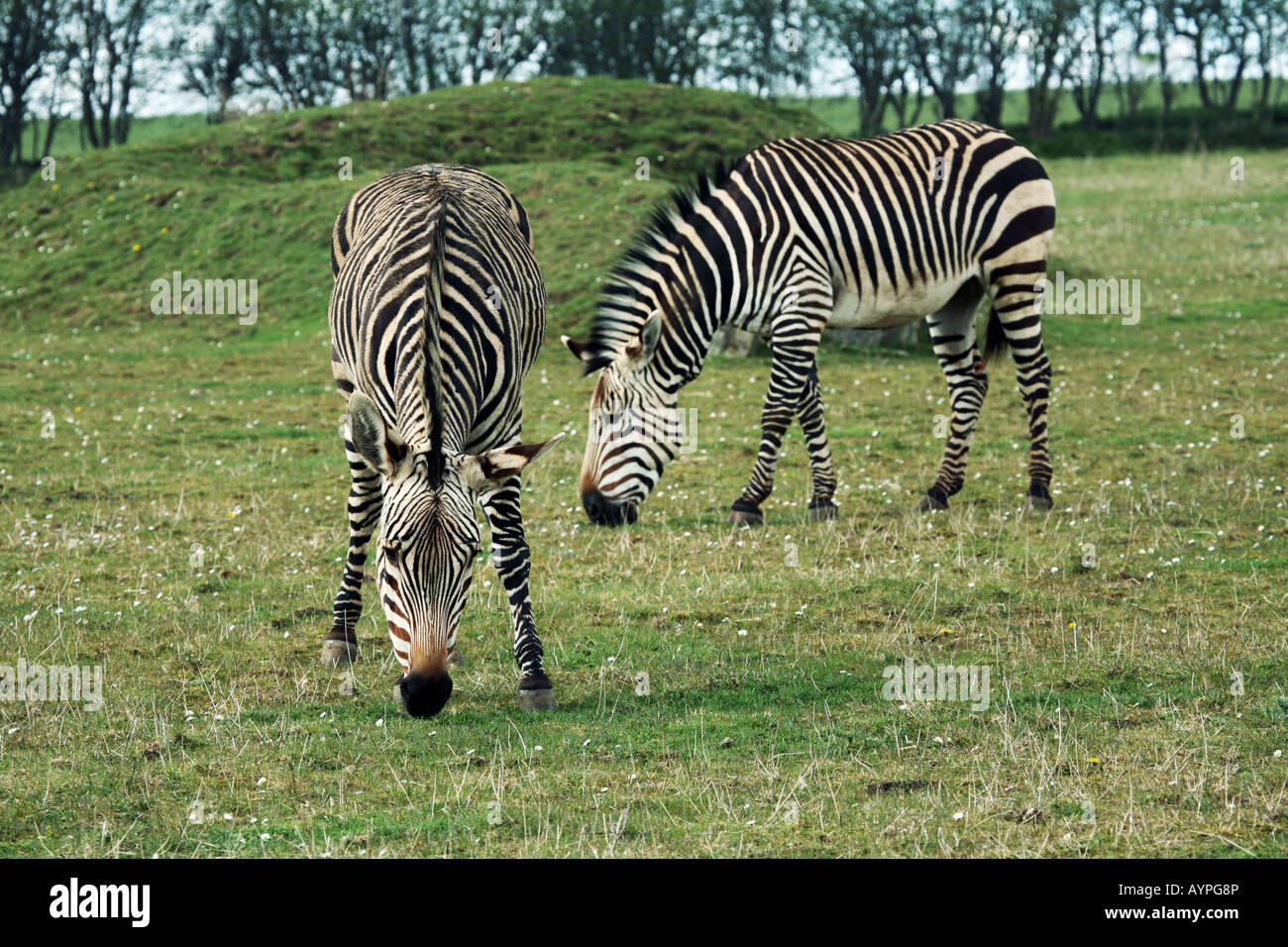 Une paire de Hartmanns Mountain Zebra Banque D'Images Une paire de Hartmanns Mountain Zebra Banque D'Images