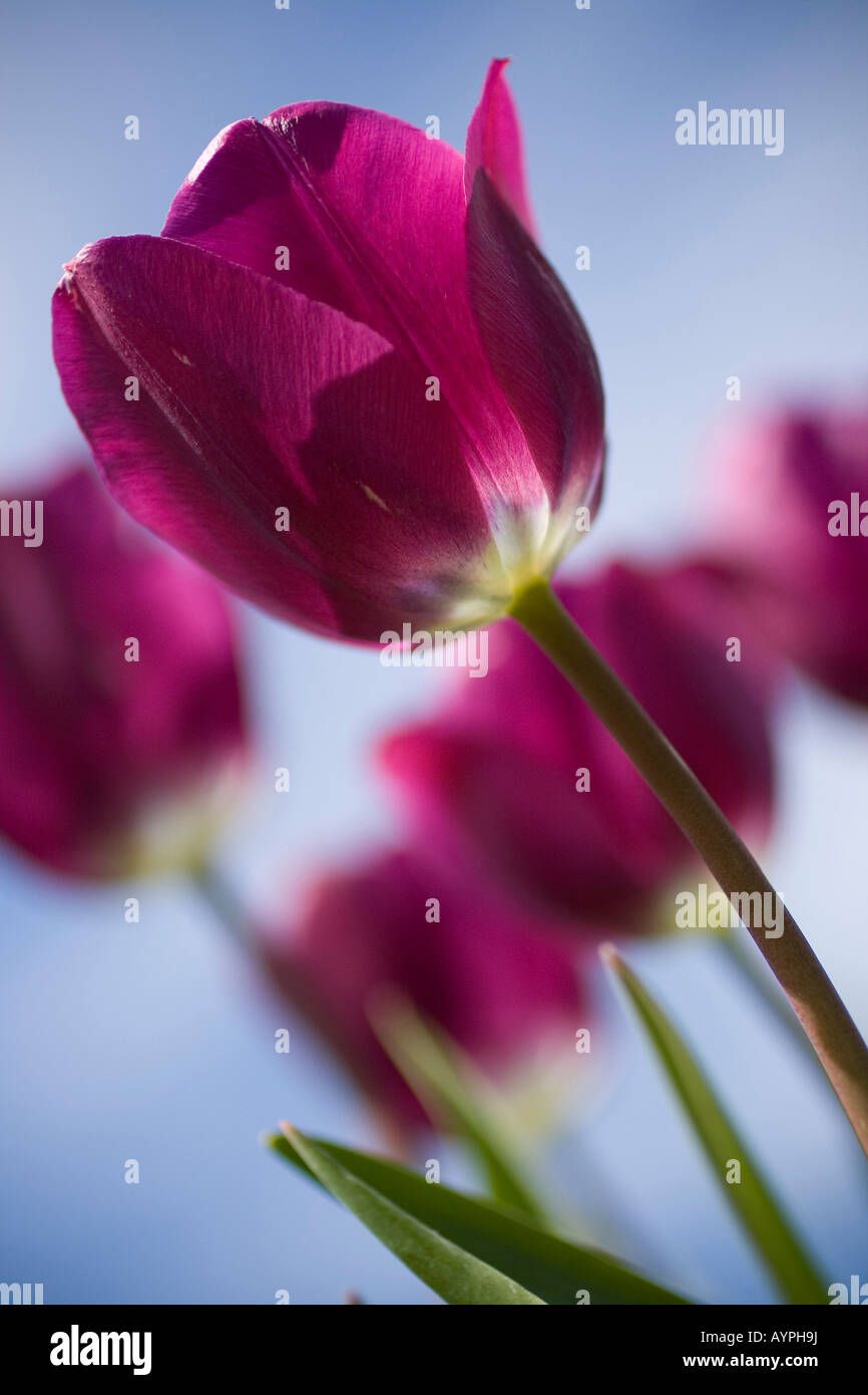 Cinq tulipes violet rougeâtre against a blue sky Banque D'Images