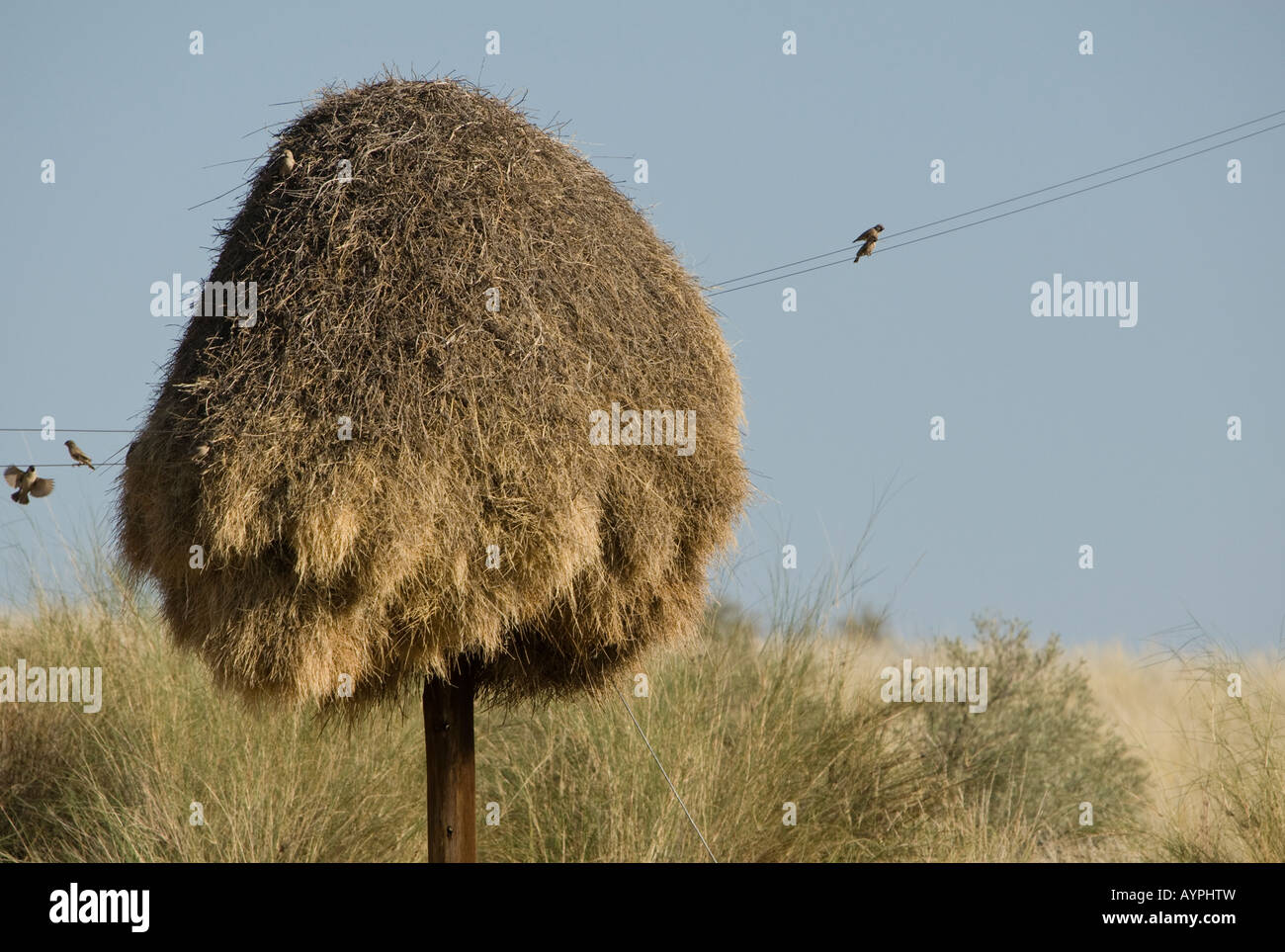 Sociable weaver un nid construit sur un poteau de téléphone dans le semi-désert du Kalahari sud Banque D'Images