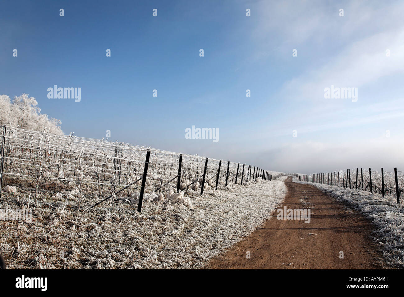 Paysage couvert de gel, région du Palatinat, Rhénanie-Palatinat, Allemagne Banque D'Images