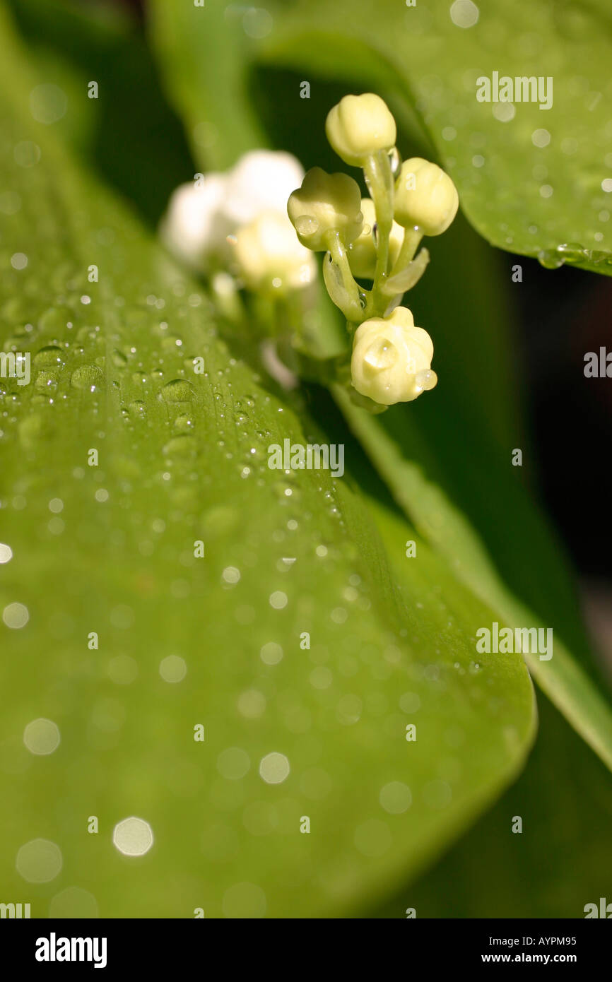 Petits bourgeons blancs au milieu des fleurs des feuilles humides comme forme de gouttelettes d'eau sur eux Banque D'Images