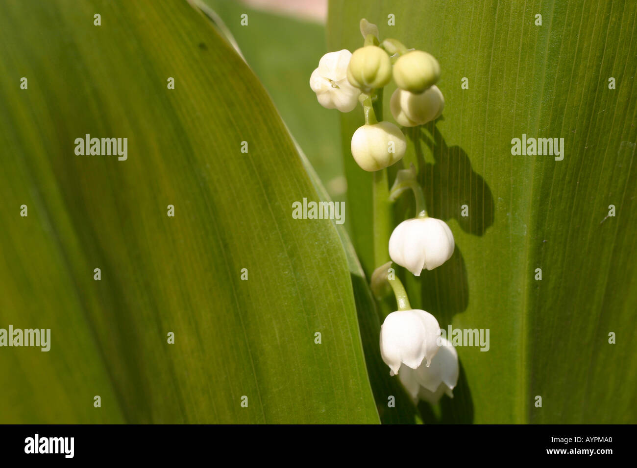 Petits bourgeons blancs au milieu des fleurs feuilles long green Banque D'Images