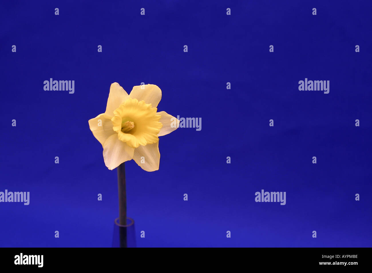 Une belle fleur de couleur jaune est placé dans un vase Banque D'Images