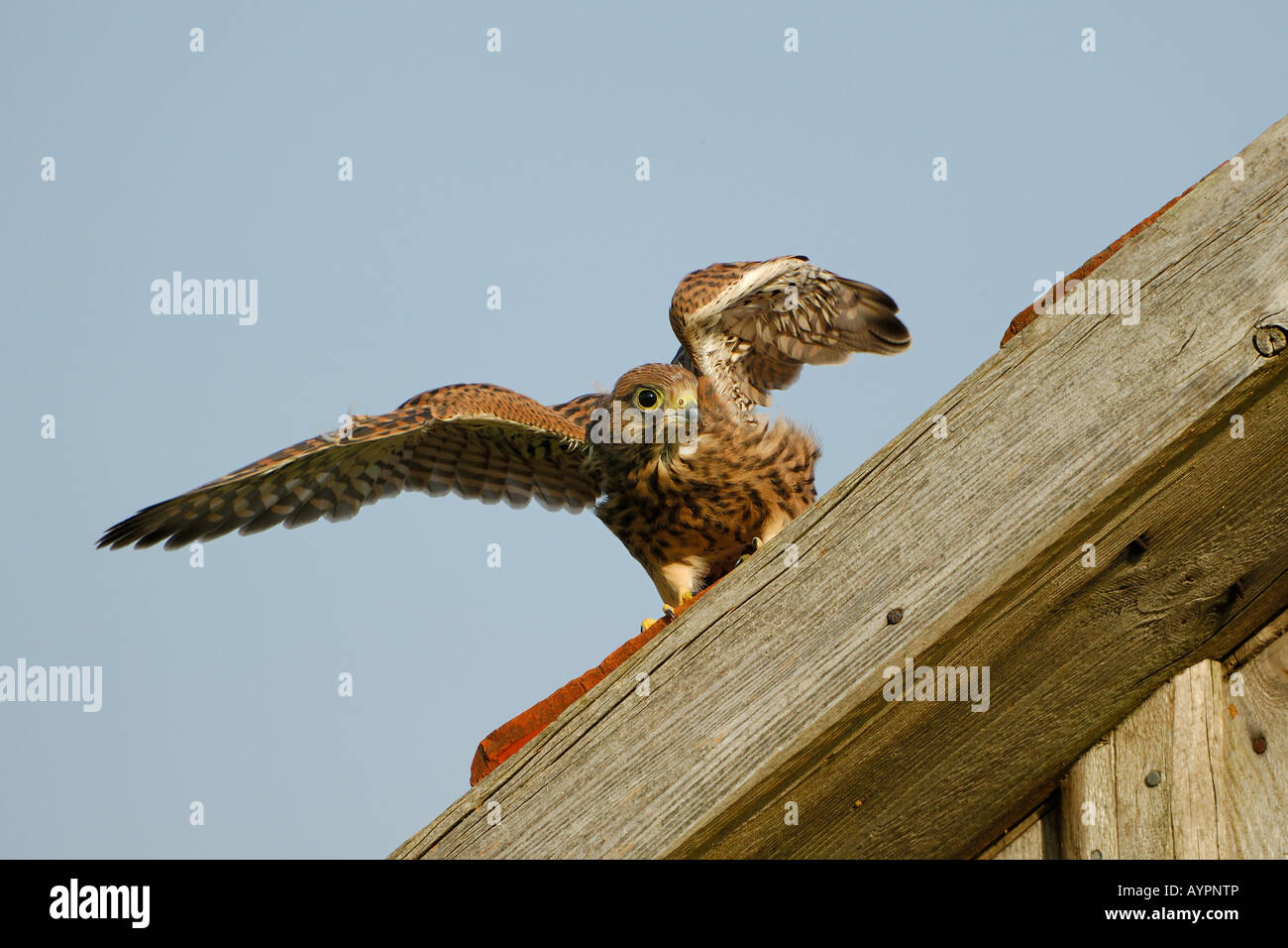 Eurasienne jeune crécerelle (Falco tinnunculus) pratiquant pour son premier vol, Alb Schwaebische, Bade-Wurtemberg, Allemagne Banque D'Images