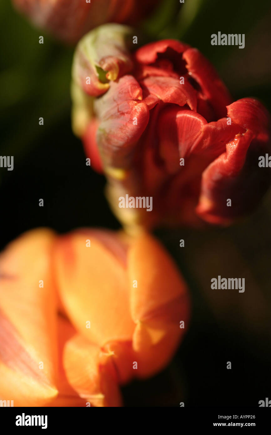 Close up de couleur rouge et orange tulip Banque D'Images