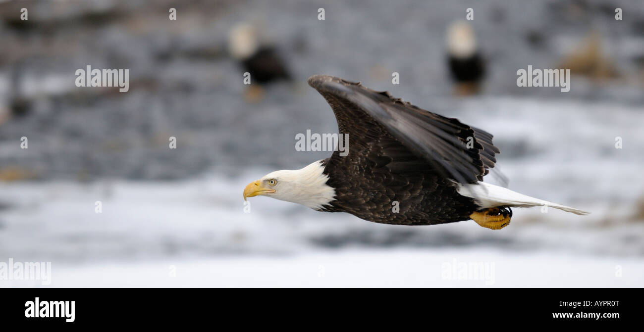Pygargue à tête blanche (Haliaeetus leucocephalus) en vol, péninsule de Kenai, Alaska, USA Banque D'Images