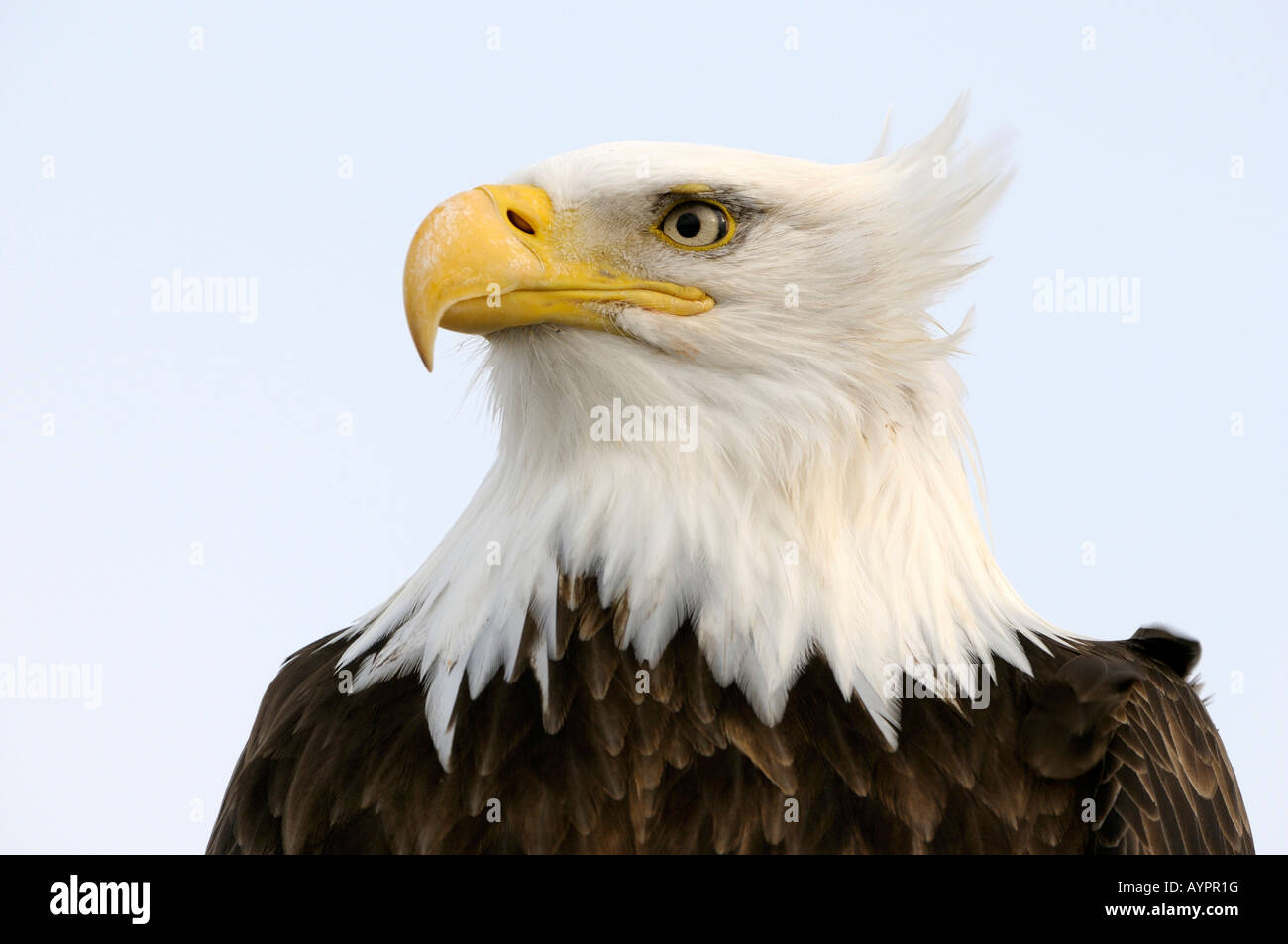 Pygargue à tête blanche (Haliaeetus leucocephalus) portrait, péninsule de Kenai, Alaska, USA Banque D'Images