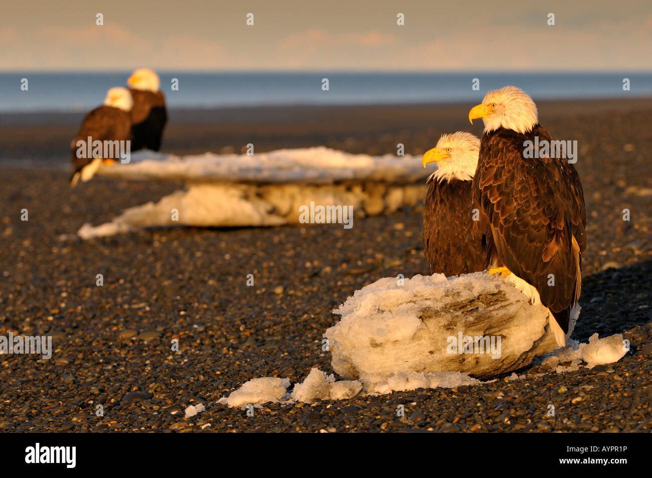 Pygargue à tête blanche (Haliaeetus leucocephalus) couple perché sur une banquise dans la première lumière, péninsule de Kenai, Alaska, USA Banque D'Images