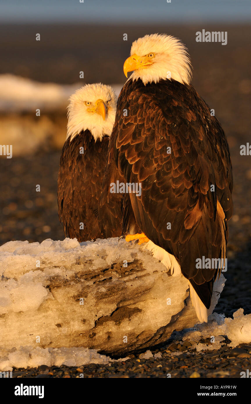 Pygargue à tête blanche (Haliaeetus leucocephalus) couple perché sur une banquise dans la première lumière, péninsule de Kenai, Alaska, USA Banque D'Images