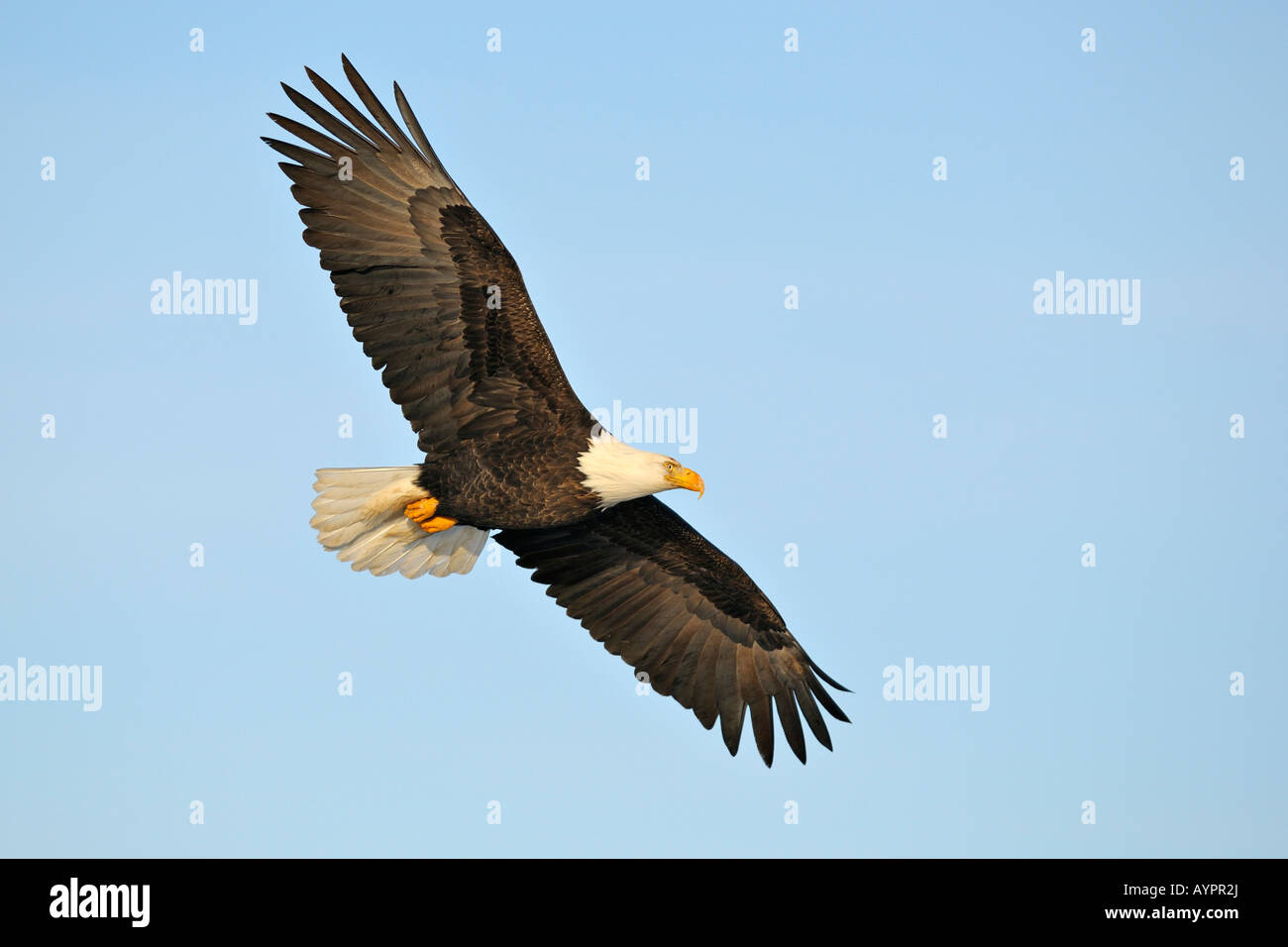 Pygargue à tête blanche (Haliaeetus leucocephalus) en vol, péninsule de Kenai, Alaska, USA Banque D'Images