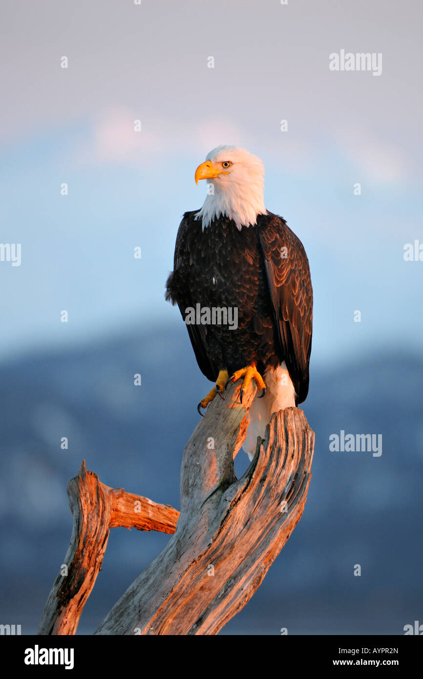 Pygargue à tête blanche (Haliaeetus leucocephalus) perché sur une branche dans la dernière lumière du soir, péninsule de Kenai, Alaska, USA Banque D'Images