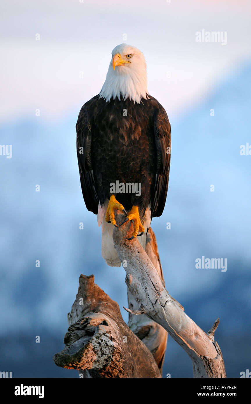 Pygargue à tête blanche (Haliaeetus leucocephalus) perché sur une branche dans la dernière lumière du soir, péninsule de Kenai, Alaska, USA Banque D'Images