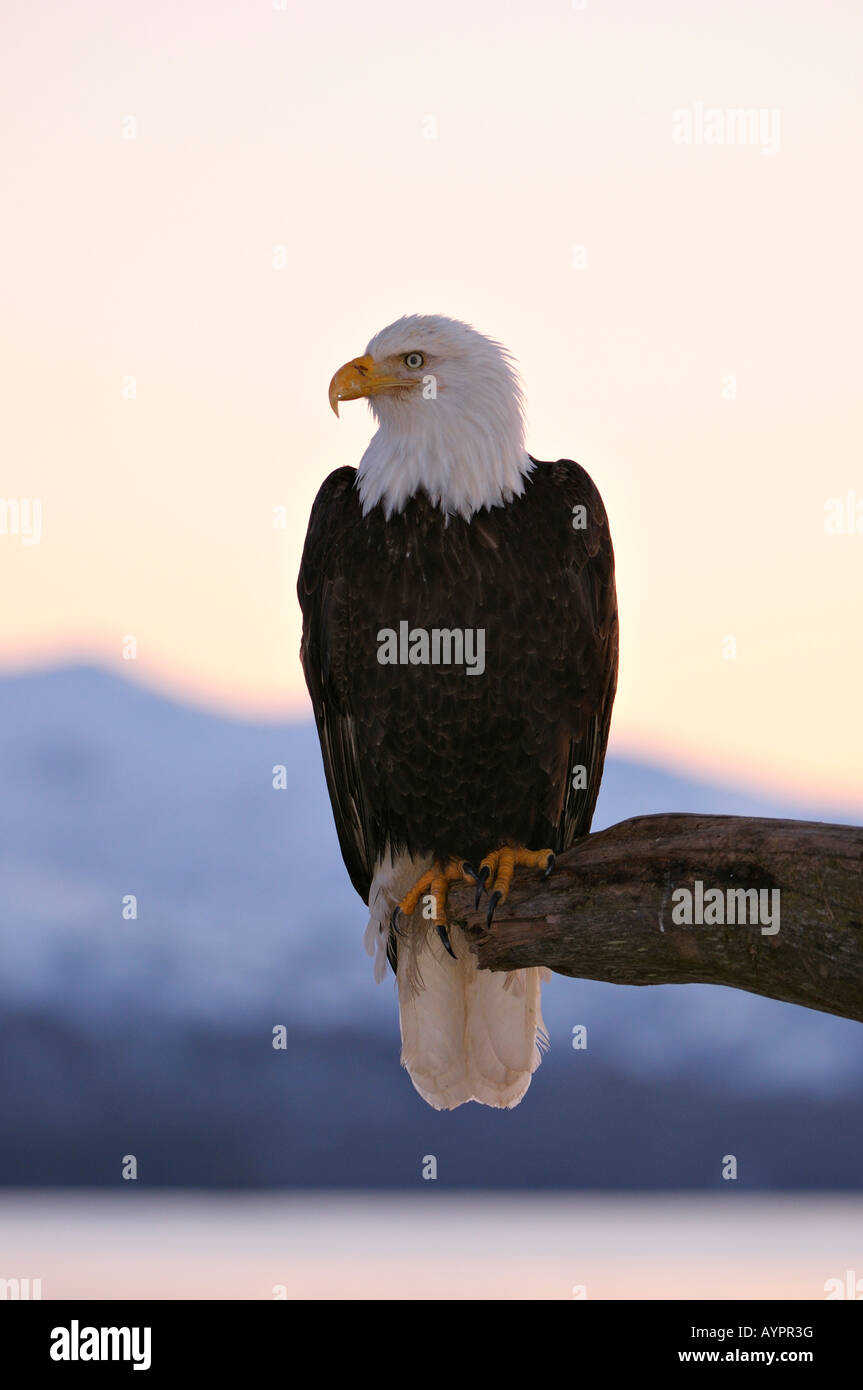 Pygargue à tête blanche (Haliaeetus leucocephalus) perché sur une branche dans la dernière lumière du soir, péninsule de Kenai, Alaska, USA Banque D'Images