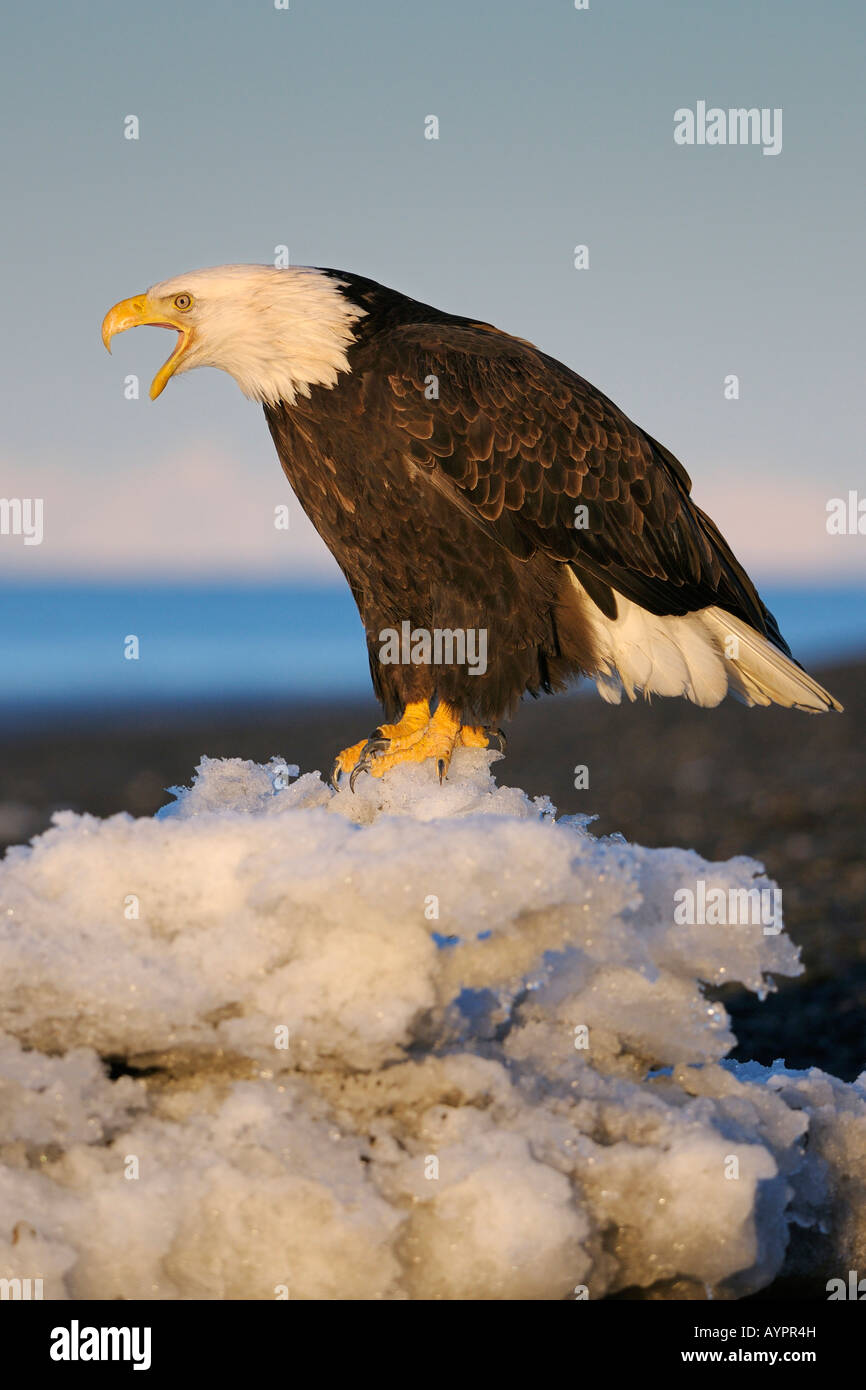 Pygargue à tête blanche (Haliaeetus leucocephalus) appelant à la première lumière du matin, péninsule de Kenai, Alaska, USA Banque D'Images