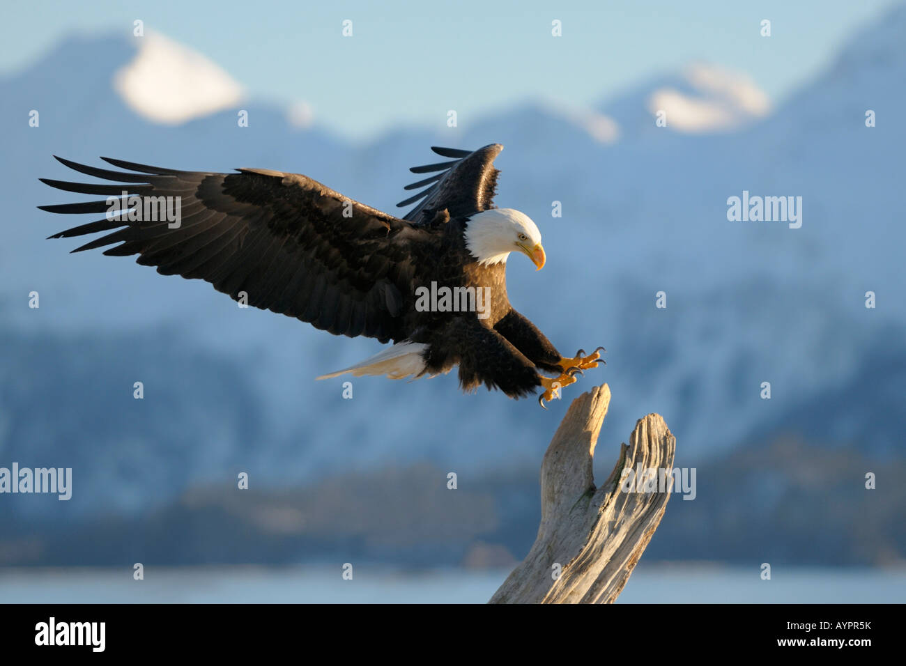 Pygargue à tête blanche (Haliaeetus leucocephalus) landing, montagne, Kachemak Bay State Park, péninsule de Kenai, Alaska, USA Banque D'Images
