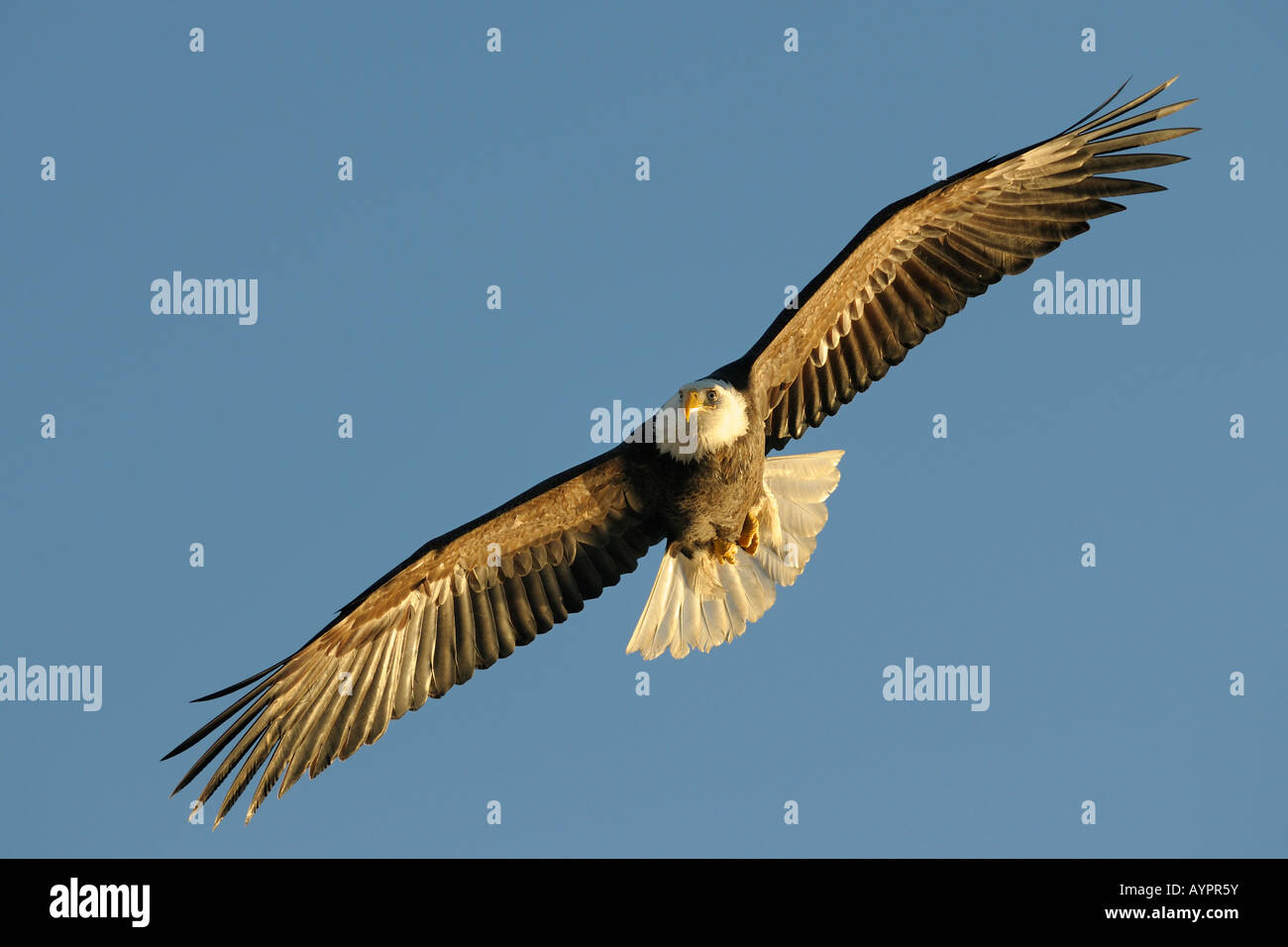 Pygargue à tête blanche (Haliaeetus leucocephalus) en vol, péninsule de Kenai, Alaska, USA Banque D'Images