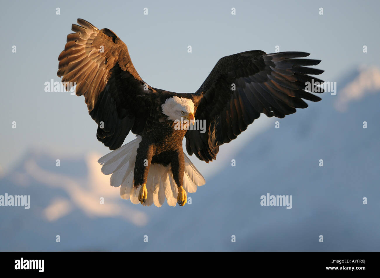 Pygargue à tête blanche (Haliaeetus leucocephalus) l'atterrissage en face d'une montagne, Kachemak Bay State Park, péninsule de Kenai, Alaska, USA Banque D'Images
