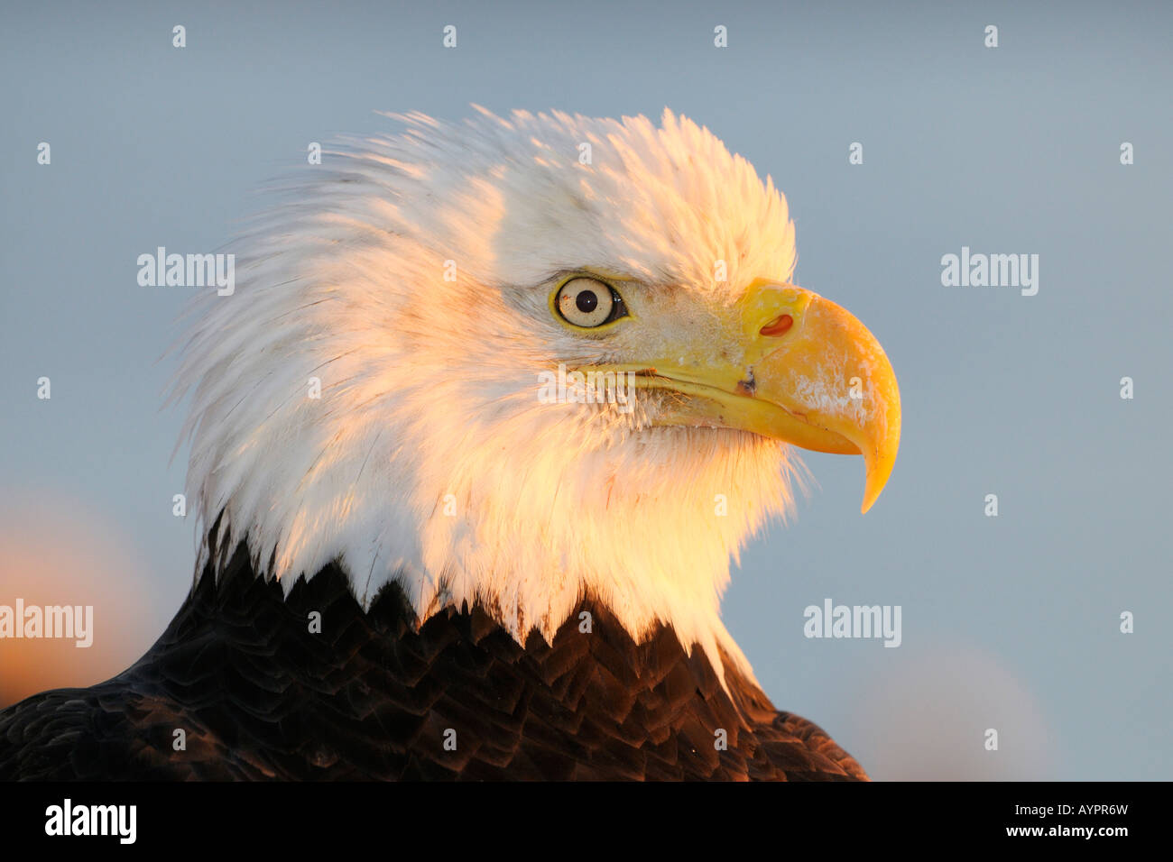 Pygargue à tête blanche (Haliaeetus leucocephalus) portrait dans la dernière lumière, péninsule de Kenai, Alaska, USA Banque D'Images