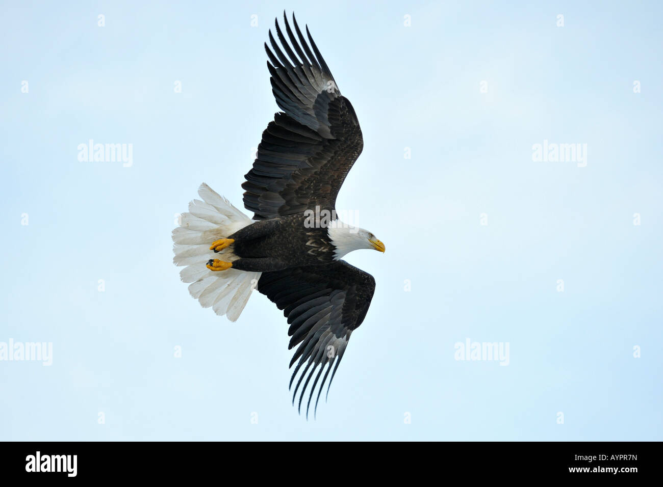 Pygargue à tête blanche (Haliaeetus leucocephalus) en vol, péninsule de Kenai, Alaska, USA Banque D'Images