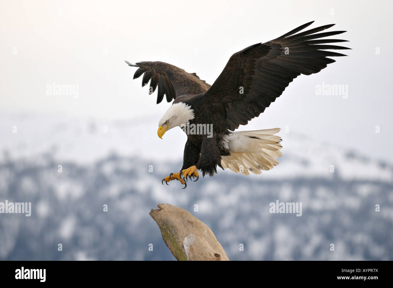 Pygargue à tête blanche (Haliaeetus leucocephalus) landing, péninsule de Kenai, Alaska, USA Banque D'Images